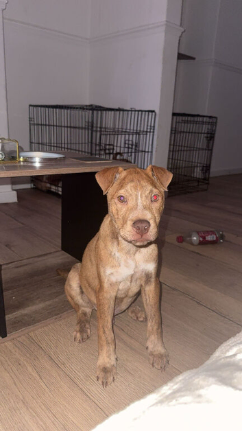 Sharpei x staff
