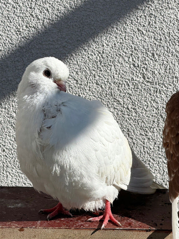 Figurines pigeon