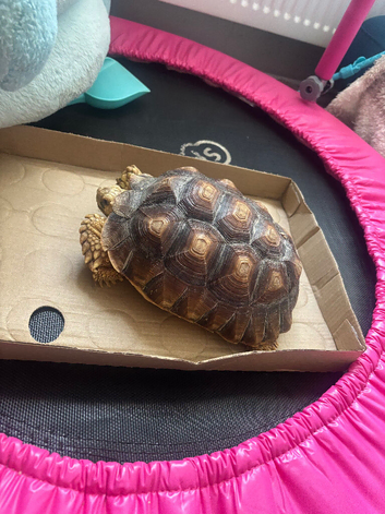 Sulcuta tortoise