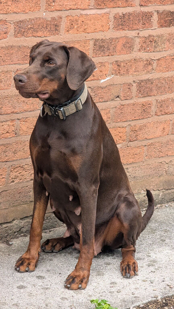 Rehoming a Female Doberman