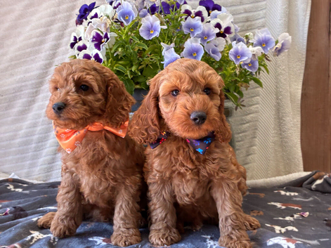 F1b Male Cockapoo Puppies Available!