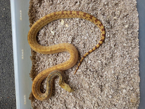 Gopher snake Female. Meeka Sonoran Gopher Snake &ndash; CB 2024
