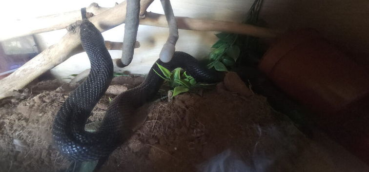 Pine snake and vivarium