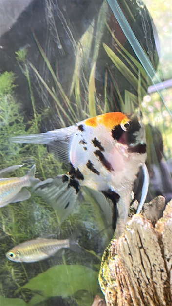 Angel fish