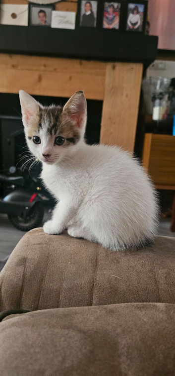 2 little ladies for sale