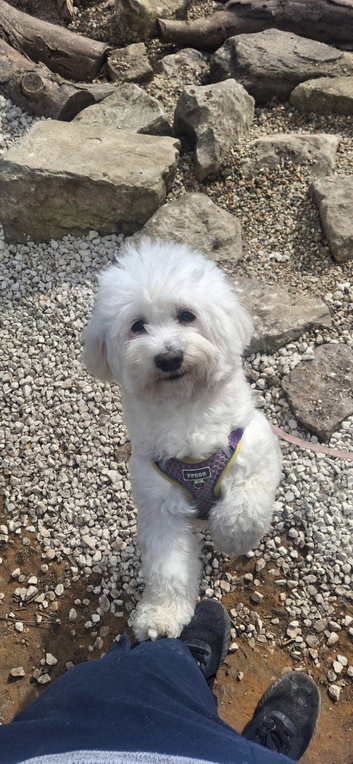 5 newborn maltese puppies all for sale