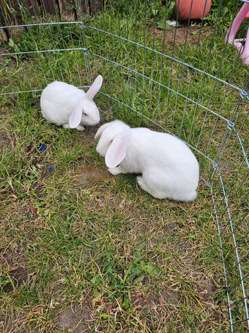 2 female rabbits