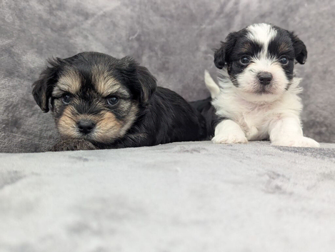 Chorkie puppies for sale