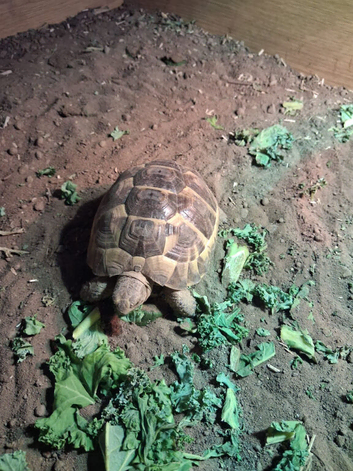2 Spur thigh tortoise and enclosure for sale