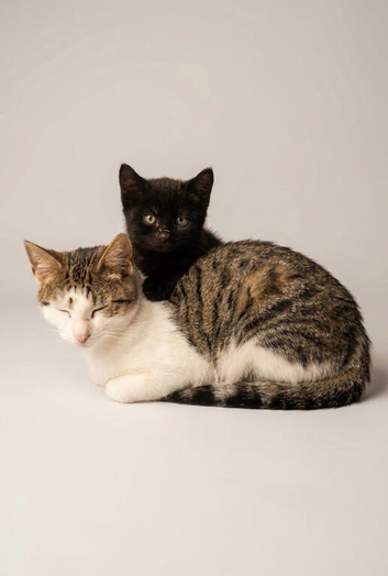 Two Beautiful Male Kittens Looking for Their Forever Home