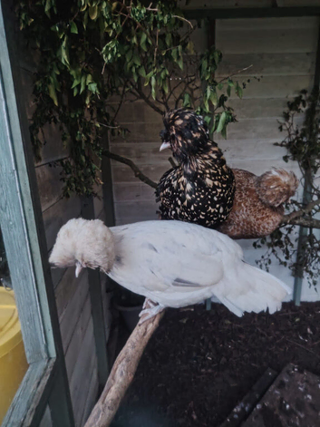 Hatching eggs from our Polish and Padovana flock