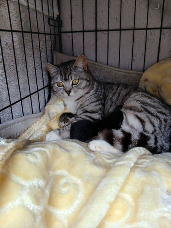 Gorgeous bengal x Persian kittens