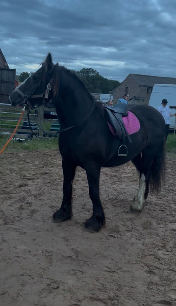 For sale dior 14.3hh mare