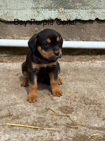 Boxer cross Rottweiler pups