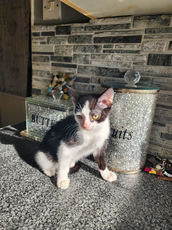Kittens looking for forever  homes