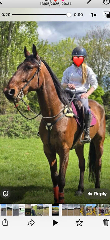 9yr old Bay pacer gelding