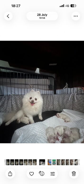 KC wite pomeranians for reservation!