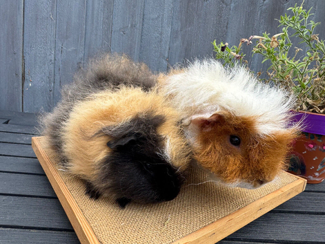 A pair of lovely boars