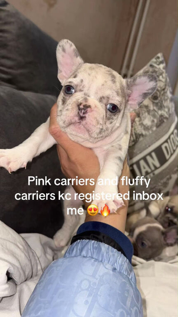 3 beautiful KC French bulldogs for sale!