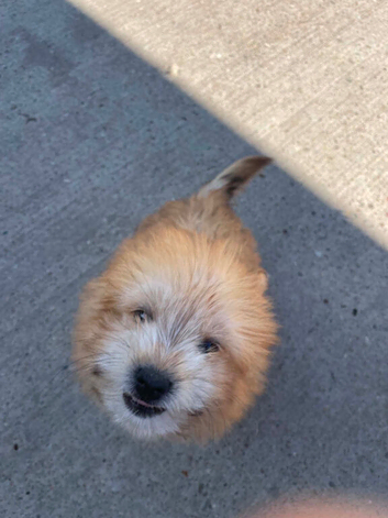 Pom jack puppy for sale