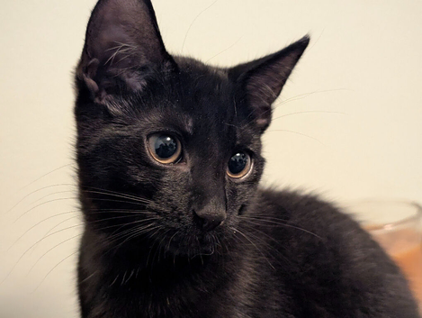Meet Onyx - Affectionate, Litter-Trained Black Kitten - Ready Now