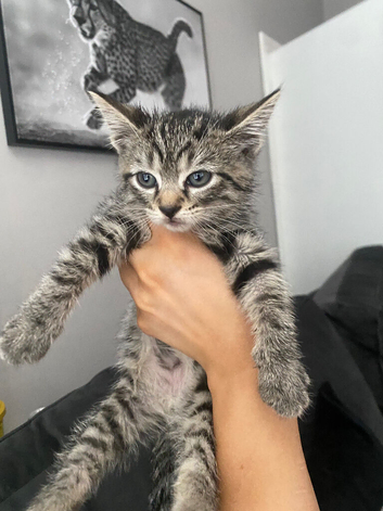 Reduced!! 6 week old kittens