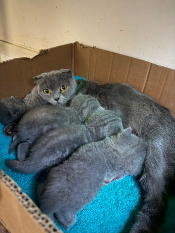 British shorthair