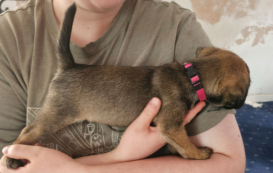 KC registered SLEM clear Border Terrier puppies