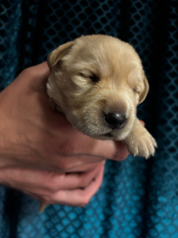 Labrador Puppies