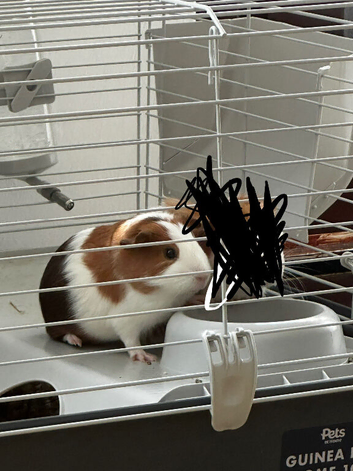 Guinea Pig with Cage