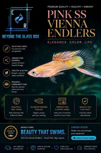 Ss Pink Vienna Endlers
