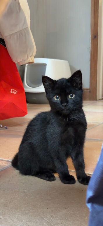 Kitten looking for a good home