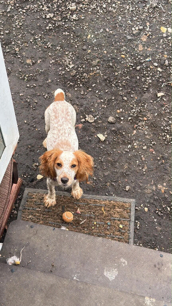 Girl cocker spaniel 1 year old