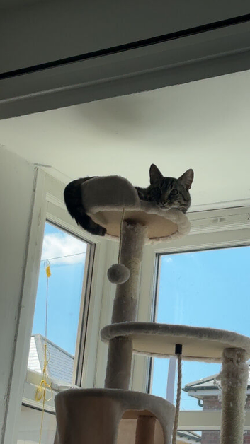 Cat for rehome asap