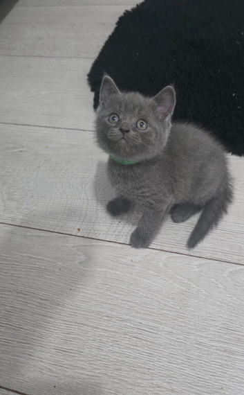 Cute British shorthair kittens