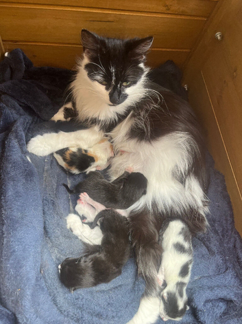Kittens Available in 6 Weeks