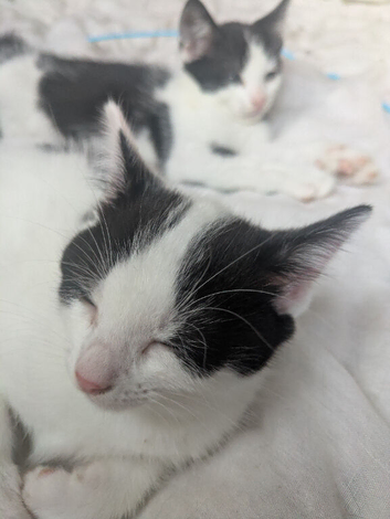 Kittens 1 girl
