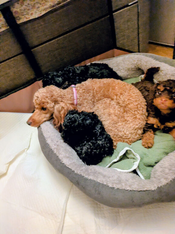 Toy poodle puppies KC registered