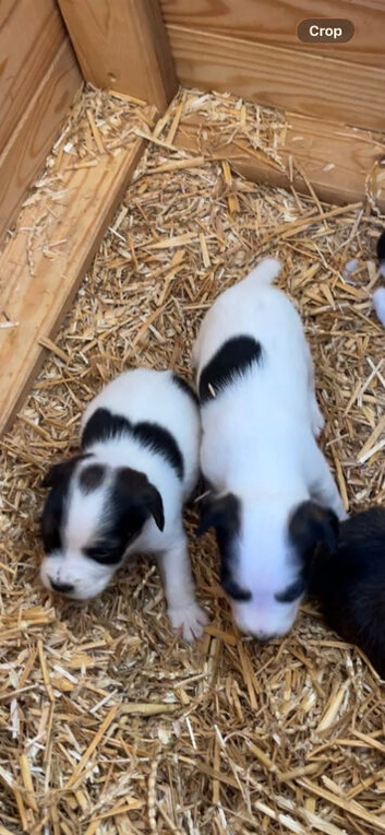 2 very well bred puppies