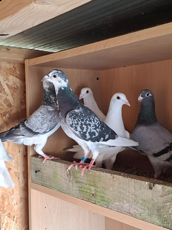 Adult racing pigeons