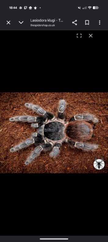 Tarantulas