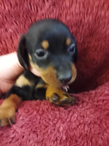 Miniature dachshund puppy's for sale