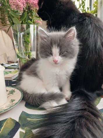 Littel boy