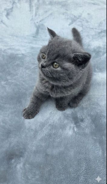 Lovely British shorthair kittens