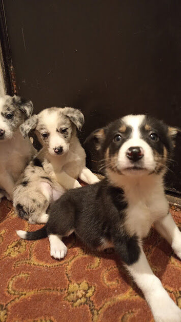 Ready Now Traditional and Merle Border Collie Puppies