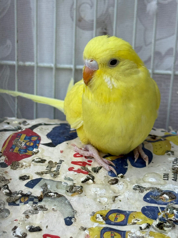 Lutino baby budgie
