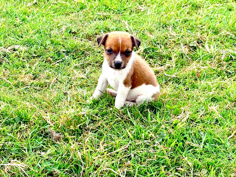 Jack Russell