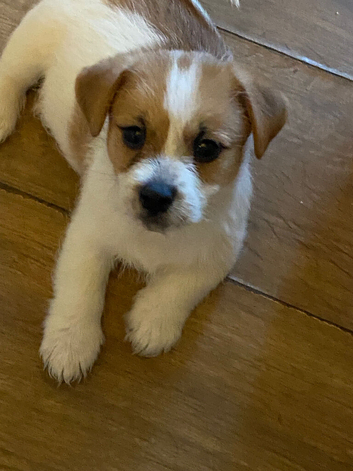 Last boy Jack Russell x
