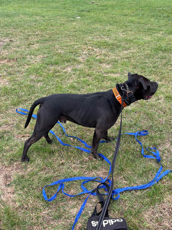 Dog walking!