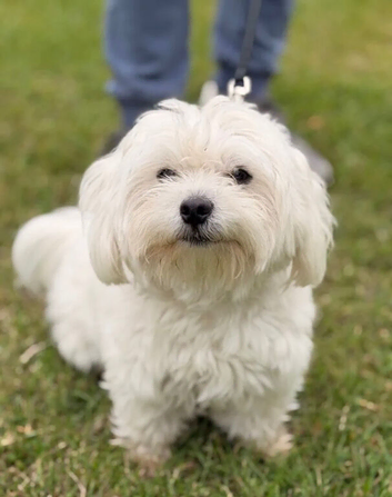 Bichon Maltese Girl